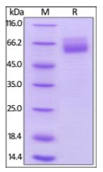 Human HVEM, mouse IgG2a Fc Tag, low endotoxin on SDS-PAGE under reducing (R) condition. The gel was stained overnight with Coomassie Blue. The purity of the protein is greater than 95%.